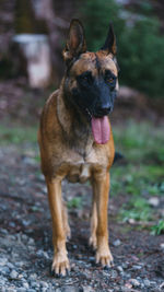 Belgian malinois playing in the woods