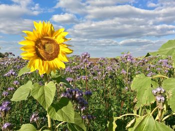 Close-up of sunflower against sky