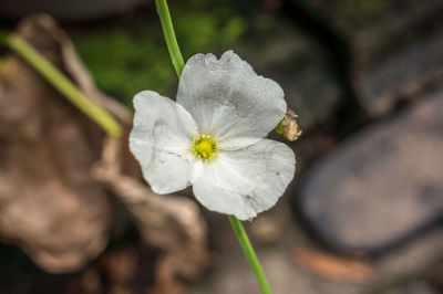 Close-up of white flowering plant