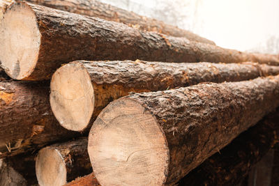 A pile of pine logs close up. pine logs background. timber industry.