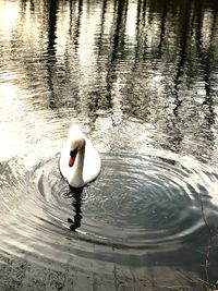 Swan floating on a lake