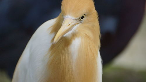 Close-up of a bird