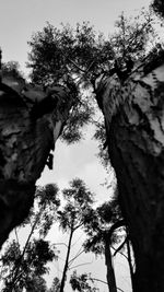 Low angle view of silhouette tree against sky