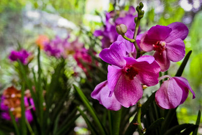 Close-up of flowers blooming outdoors