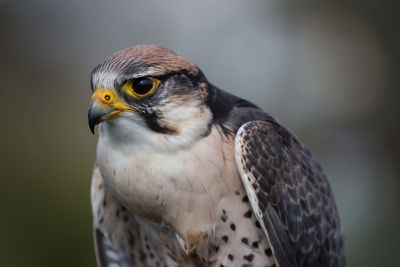 Close-up of bird of prey