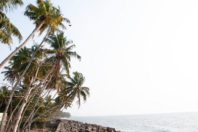 Palm tree by sea against clear sky