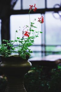 Close-up of potted plant