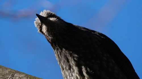 Low angle view of eagle against clear blue sky