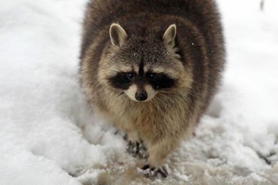 Close-up of cat on snow