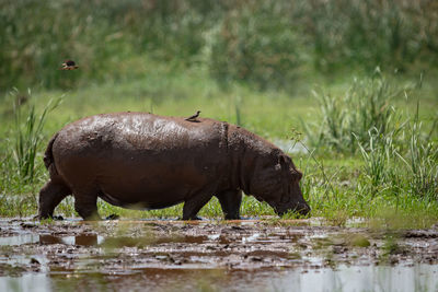 Hippopotamus standing on grass