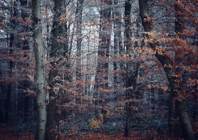 Full frame shot of trees in forest