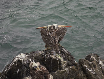 Bird perching on rock in sea