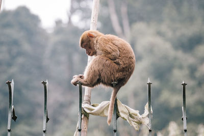 Monkey perching on wooden post