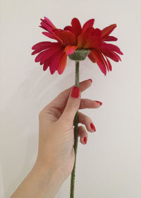 Cropped hand in red nail polish holding flower against white background