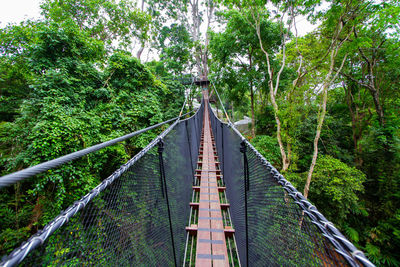 View of bridge in forest