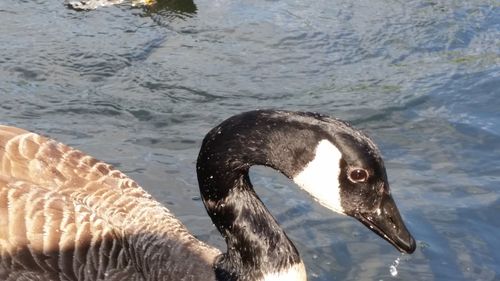 Close-up of swan in water