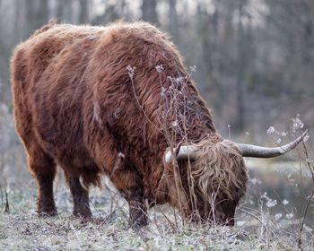 Full length of a bison