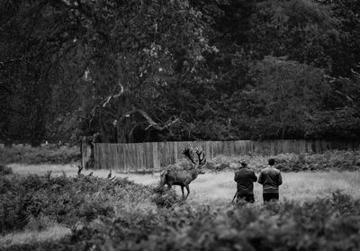 Horses on field