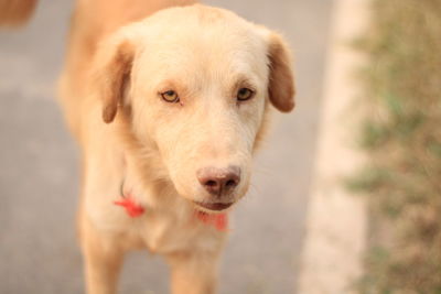 High angle portrait of dog standing outdoors