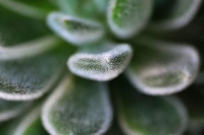 Close-up of green plant