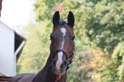 Portrait of horse in ranch