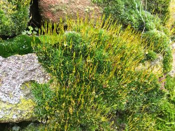 Close-up of moss growing on tree