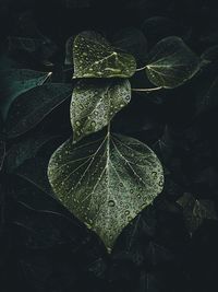 High angle view of raindrops on leaves