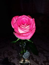 Close-up of rose in vase