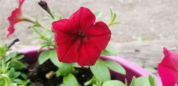 Close-up of red flowering plant