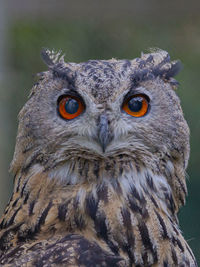 Close-up portrait of owl