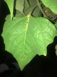 Close-up of green leaf