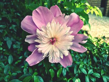 Close-up of flower blooming outdoors