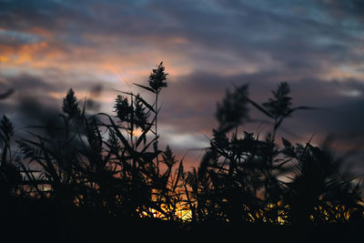 Trees against sky during sunset