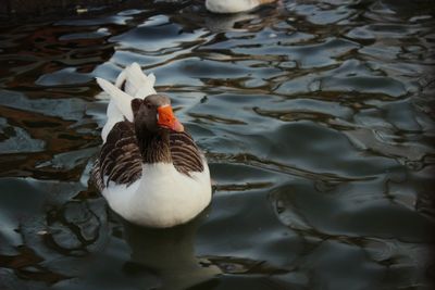 Duck swimming in lake