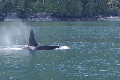 Duck swimming in sea