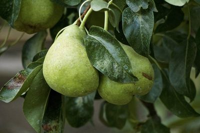 Close-up of fruit growing on tree