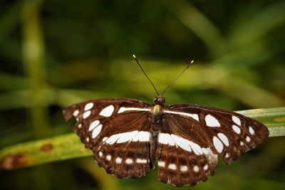 Close-up of common sailor butterfly on leaf