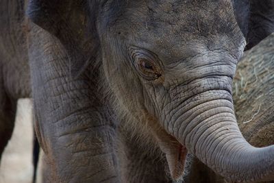 Close-up of elephant