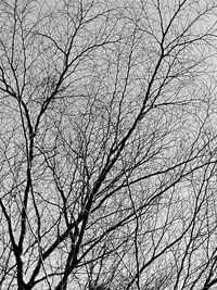 Low angle view of bare tree against sky