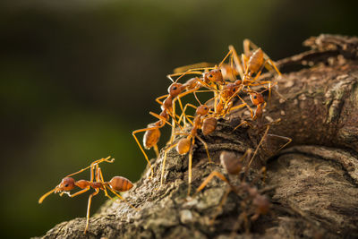 Close-up of ants on rock