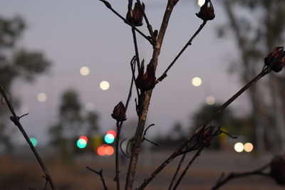 Low angle view of silhouette plant against sky at dusk