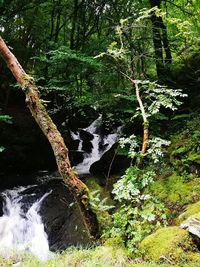 Scenic view of waterfall in forest