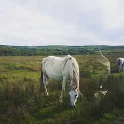 Horse grazing on grassy field