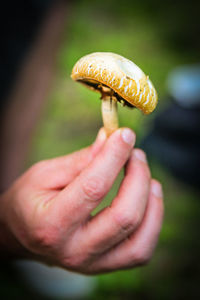 Close-up of hand holding mushroom