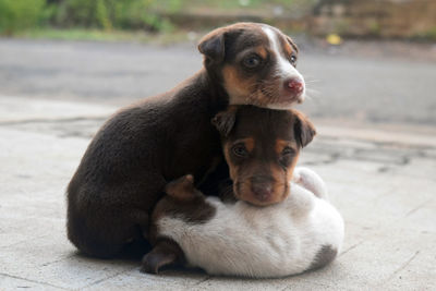 Portrait of puppy sitting outdoors