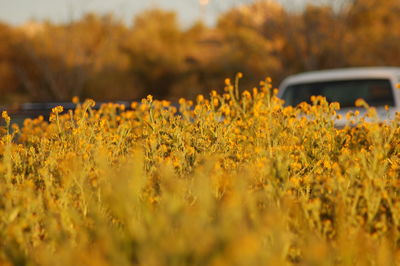 Close-up of yellow flowering plants on field