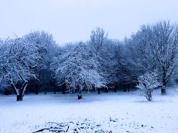 Snow covered trees against clear sky