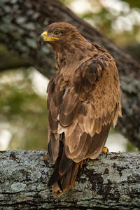 Steppe eagle perched on branch looking back