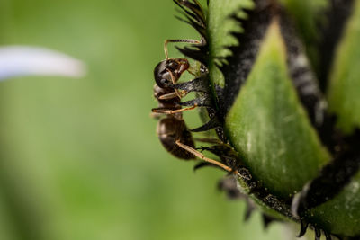 Close-up of ant on leaf