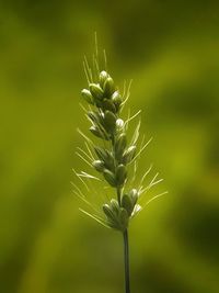 Close-up of green plant